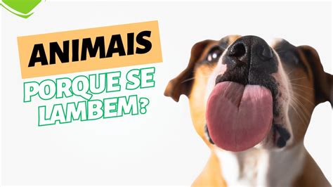 cachorro lambendo a bunda|Deixa o meu bumbum em paz!